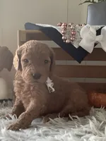 Tanker F1b Goldendoodle , a male Goldendoodle for sale in Baltic, OH – 3 of 10