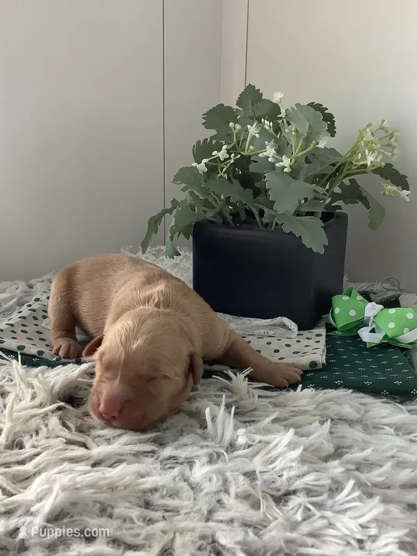 Ty, a male Golden Retriever for sale in Baltic, OH – 1 of 7
