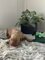 Ty, a male Golden Retriever for sale in Baltic, OH – 1 of 7