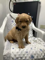 Fido, a male Golden Retriever for sale in Baltic, OH – 2 of 10