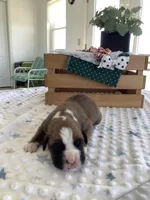 Lynn , a male Boxer for sale in Baltic, OH – Photo 1 of 7