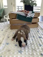 Lynn , a male Boxer for sale in Baltic, OH – Photo 6 of 7