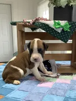 Lee, a male Boxer for sale in Baltic, OH – Photo 5 of 7