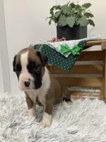 Hank , a male Boxer for sale in Baltic, OH – Photo 5 of 9