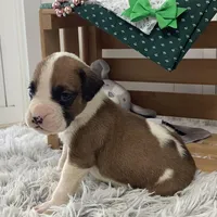 Lee, a male Boxer for sale in Baltic, OH – Photo 2 of 7