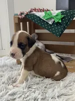 Lee, a male Boxer for sale in Baltic, OH – Photo 1 of 7