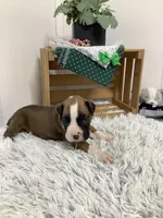 Hank , a male Boxer for sale in Baltic, OH – Photo 6 of 9