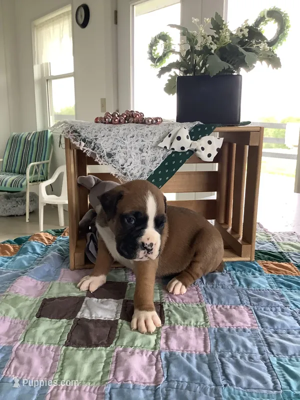 Lynn  – Boxer puppy for sale in Baltic, OH