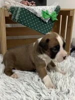 Hank , a male Boxer for sale in Baltic, OH – Photo 3 of 9