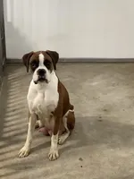 Hank , a male Boxer for sale in Baltic, OH – Photo 8 of 9