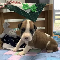 Lee, a male Boxer for sale in Baltic, OH – Photo 3 of 7