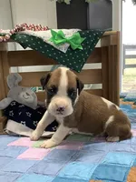 Lee, a male Boxer for sale in Baltic, OH – Photo 2 of 7