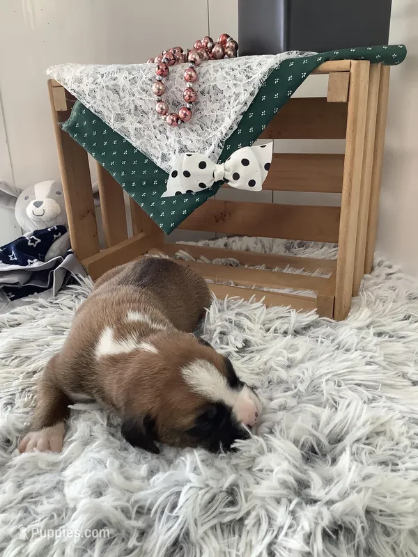 Lynn  – Boxer puppy for sale in Baltic, OH