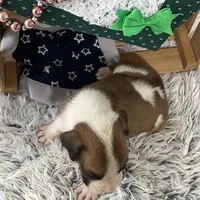 Lee, a male Boxer for sale in Baltic, OH – Photo 4 of 7