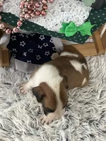 Lee, a male Boxer for sale in Baltic, OH – Photo 3 of 7