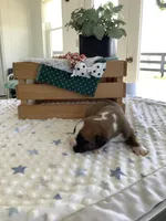 Lynn , a male Boxer for sale in Baltic, OH – Photo 3 of 7