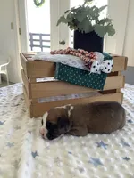 Lynn , a male Boxer for sale in Baltic, OH – Photo 5 of 7