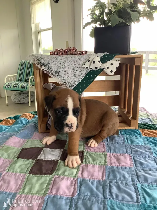 Lynn  – Boxer puppy for sale in Baltic, OH
