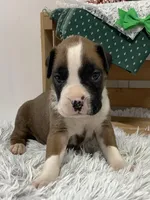 Hank , a male Boxer for sale in Baltic, OH – Photo 1 of 9