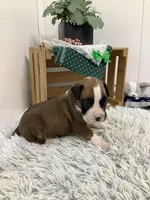 Hank , a male Boxer for sale in Baltic, OH – Photo 7 of 9