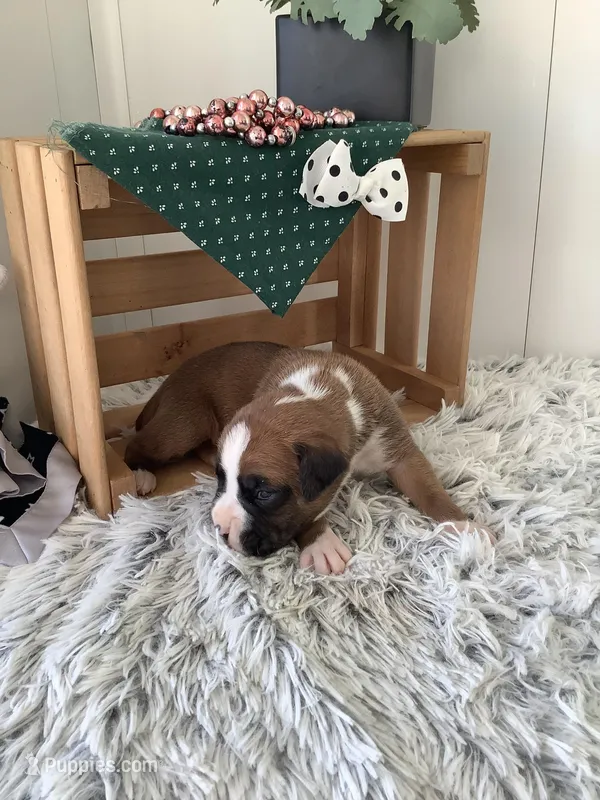 Lynn  – Boxer puppy for sale in Baltic, OH