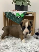 Hank , a male Boxer for sale in Baltic, OH – Photo 4 of 9