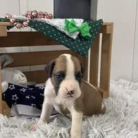 Lee, a male Boxer for sale in Baltic, OH – Photo 5 of 7