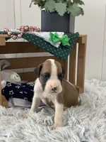 Lee, a male Boxer for sale in Baltic, OH – Photo 4 of 7