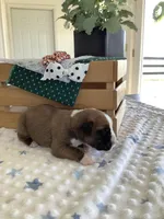 Lynn , a male Boxer for sale in Baltic, OH – Photo 2 of 7