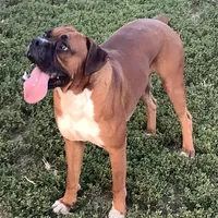 Lee, a male Boxer for sale in Baltic, OH – Photo 6 of 7