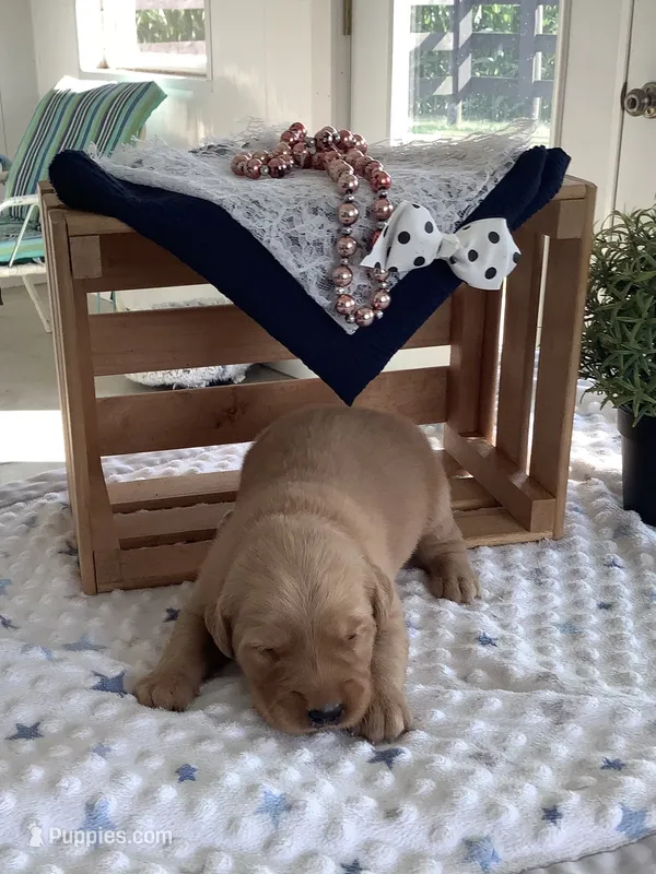 Alex – Golden Retriever puppy for sale in Baltic, OH