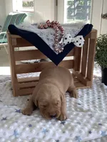Alex, a male Golden Retriever for sale in Baltic, OH – 1 of 10