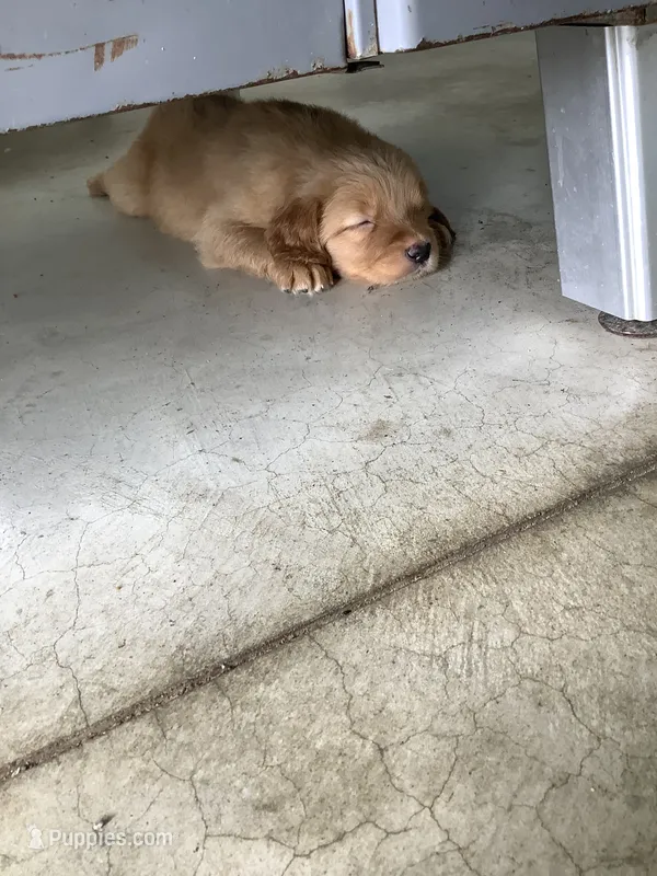 Frank  – Golden Retriever puppy for sale in Baltic, OH