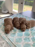 Skye, a female Golden Retriever for sale in Baltic, OH – 6 of 8