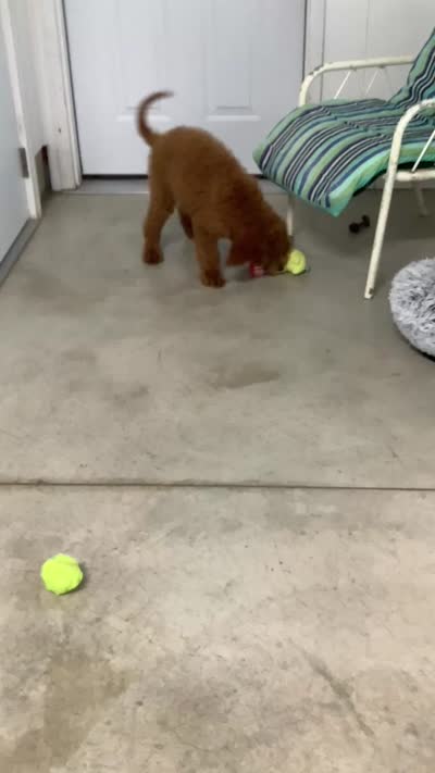 Rascal - F1b standard , a male Goldendoodle for sale in Baltic, OH – 6 of 9