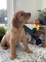 Leo , a male Golden Retriever for sale in Baltic, OH – 3 of 10