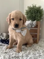 Tommy, a male Golden Retriever for sale in Baltic, OH – 2 of 9