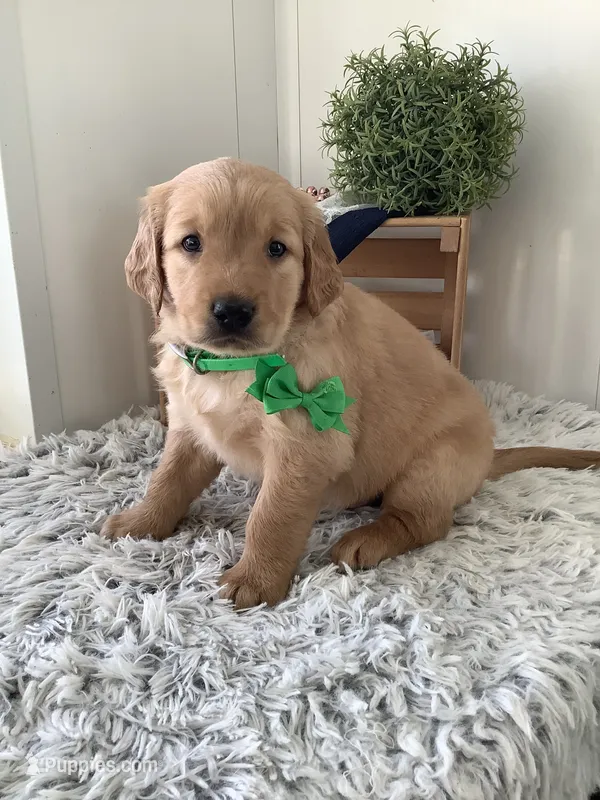 Rambles  – Golden Retriever puppy for sale in Baltic, OH