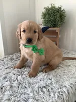 Rambles , a male Golden Retriever for sale in Baltic, OH – 3 of 6