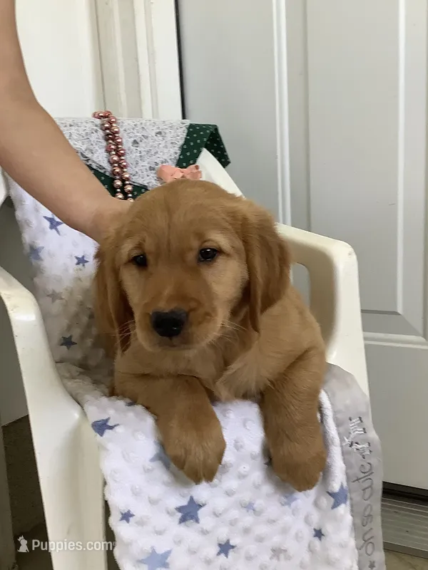 Bingo – Golden Retriever puppy for sale in Baltic, OH