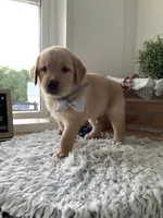 Tommy, a male Golden Retriever for sale in Baltic, OH – 6 of 9
