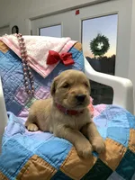 Lindsey, a female Golden Retriever for sale in Baltic, OH – 6 of 9