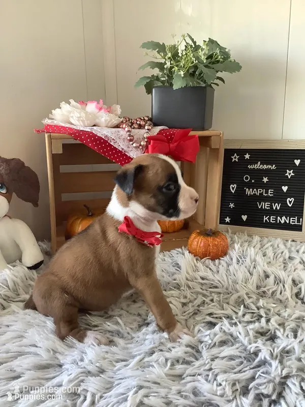 Leah – Boxer puppy for sale in Baltic, OH
