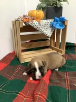 Fido , a male Boxer for sale in Baltic, OH – 1 of 8