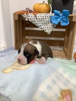 Lance , a male Boxer for sale in Baltic, OH – 5 of 10