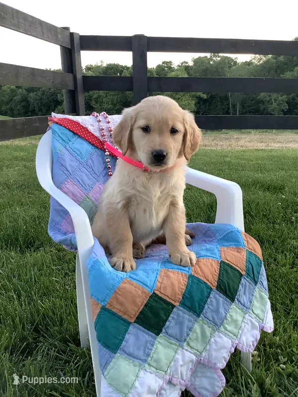 Penny – Golden Retriever puppy for sale in Baltic, OH
