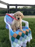 Penny, a female Golden Retriever for sale in Baltic, OH – 5 of 8