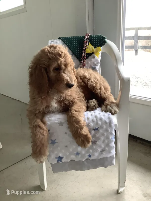 Freddie-F1bb Standard