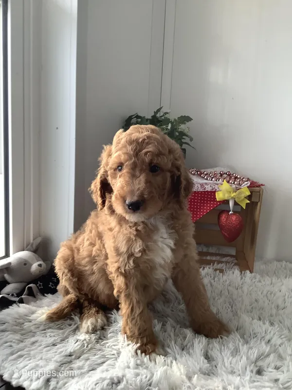 Freddie-F1bb Standard