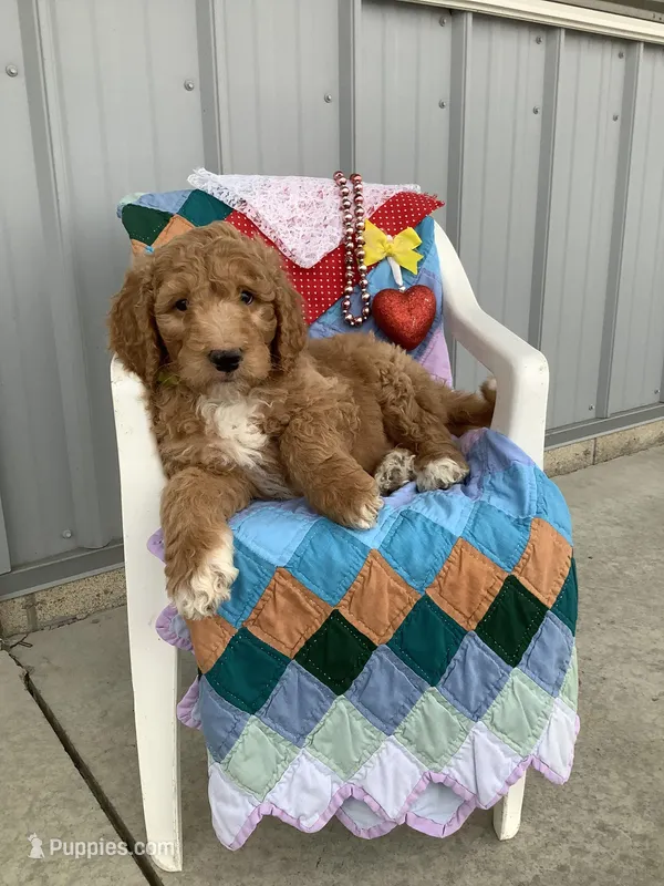 Freddie-F1bb Standard